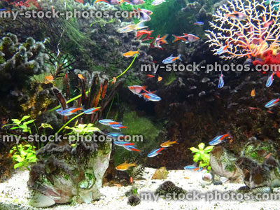 Stock image of landscaped freshwater tropical aquarium fish tank, Neon tetra fish, guppies, harlequin rasbora, ember tetras