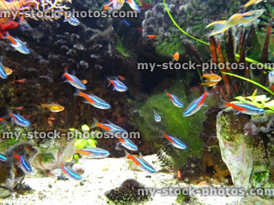 Stock image of landscaped freshwater tropical aquarium fish tank, Neon tetra fish, guppies, harlequin rasbora, ember tetras