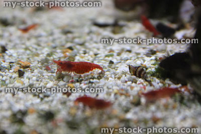 Stock image of freshwater tropical aquarium fish tank, red cherry shrimp