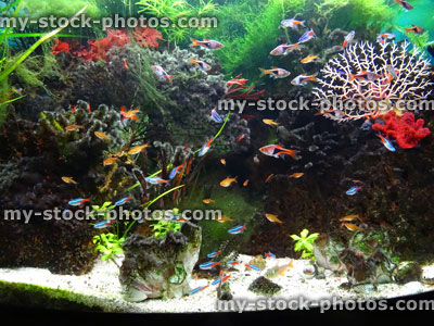 Stock image of landscaped freshwater tropical aquarium fish tank, Neon tetra fish, guppies, harlequin rasbora, ember tetras