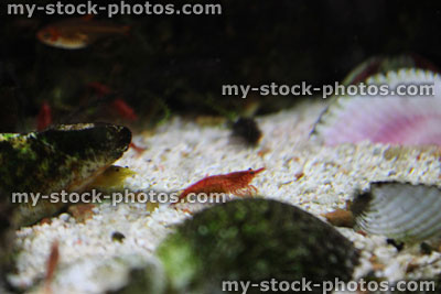 Stock image of freshwater tropical aquarium fish tank, red cherry shrimp