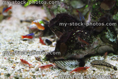 Stock image of freshwater tropical aquarium fish tank, red cherry shrimp, Neon tetra fish, ember tetras