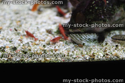 Stock image of freshwater tropical aquarium fish tank, red cherry shrimp, Neon tetra fish, ember tetras