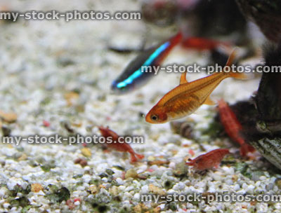 Stock image of freshwater tropical aquarium fish tank, red cherry shrimp, Neon tetra fish, ember tetras