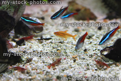 Stock image of freshwater tropical aquarium fish tank, red cherry shrimp, Neon tetra fish, ember tetras