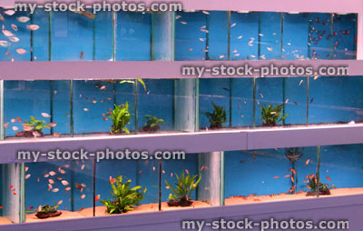 Stock image of multiple tropical fish tanks / aquariums with blue backgrounds