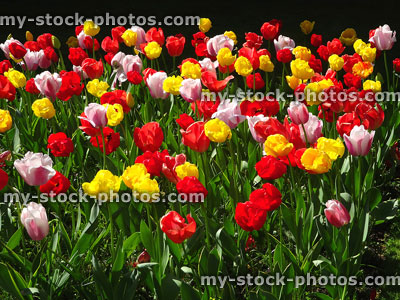 Stock image of garden herbaceous flower border with multi-coloured tulips (tulipa)