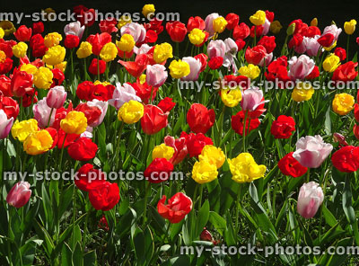 Stock image of tulip bulb flowers / leaves in herbaceous garden border