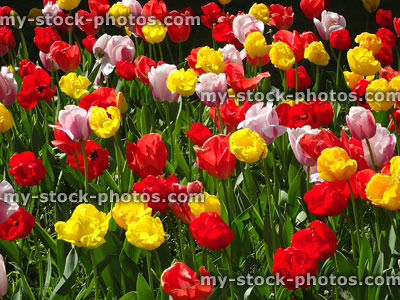 Stock image of public park garden flower-bed of multi-coloured tulips (tulipa)