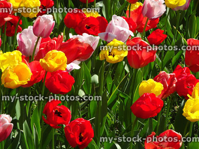 Stock image of herbaceous flower border with colourful blooming tulip bulbs