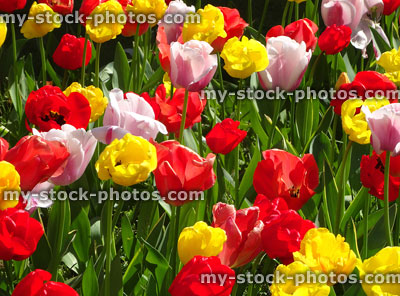 Stock image of red, yellow, pink flowering tulip bulbs, herbaceous border