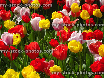 Stock image of flowering tulip bulbs, yellow, red and pink blooms