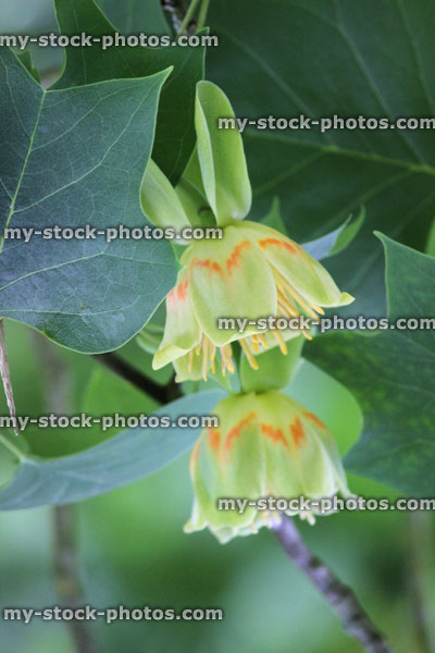 Stock image of cream flowers on American tulip tree (Liriodendron tulipifera)