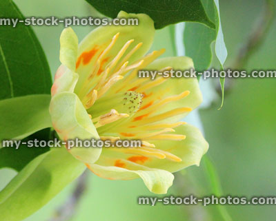 Stock image of cream flower on American tulip tree (Liriodendron tulipifera)