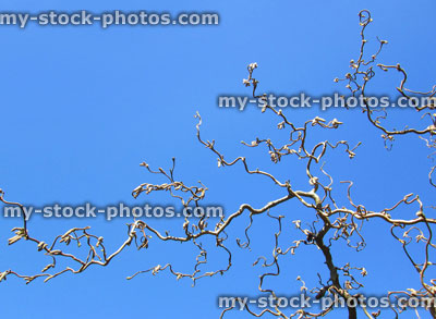 Stock image of twisted corkscrew hazel with catkins in spring, blue sky