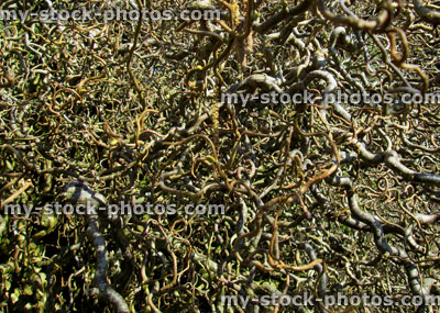 Stock image of twisted corkscrew hazel covered with catkins in spring