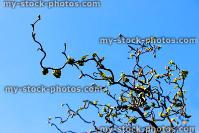 Stock image of twisted corkscrew hazel against sky (corylus avellana 'contorta')