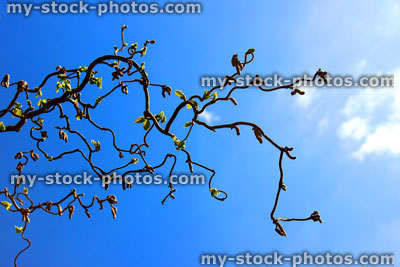 Stock image of Twisted Corkscrew Hazel and Sky (Corylus Avellana 'Contorta')