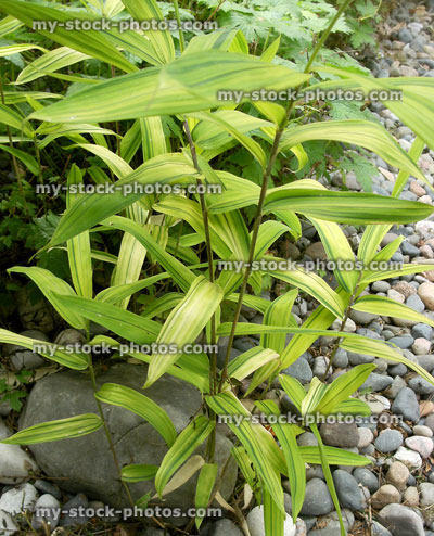 Stock image of variegated bamboo leaves in Japanese garden, small clump