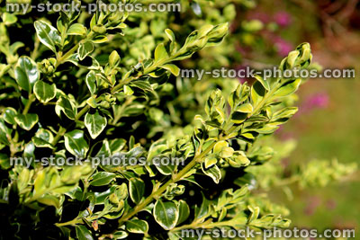 Stock image of variegated boxwood / box shrub (Buxus Sempervirens 'Variegata')