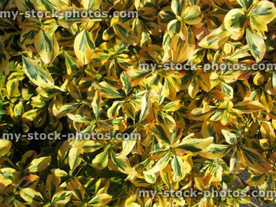 Stock image of variegated euonymous fortunei, evergreen shrub, yellow and green leaves