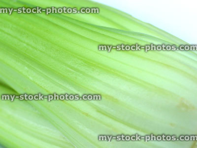Stock image of fresh organic celery bunch, isolated on white background