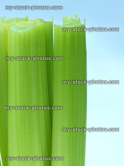 Stock image of fresh organic celery bunch, isolated on white background