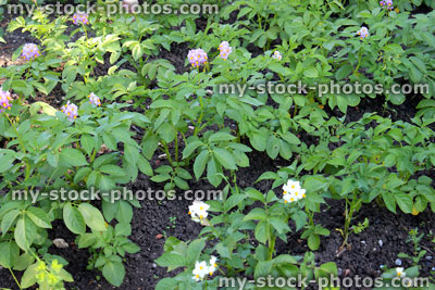 Stock image of potato plants growing in vegetable garden, purple / white potato flowers