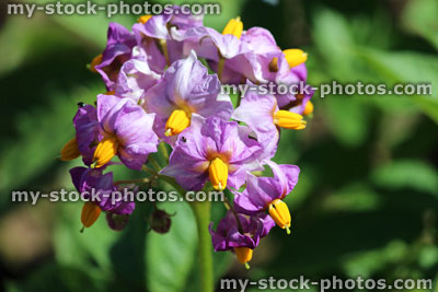Stock image of potato plants growing in vegetable garden, purple potato flowers