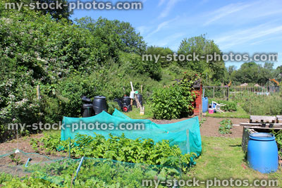 Stock image of allotment vegetable garden with netting cloches, compost bin