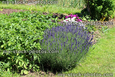 Stock image of flowering lavender plant, purple lavender flowers (lavandula), garden