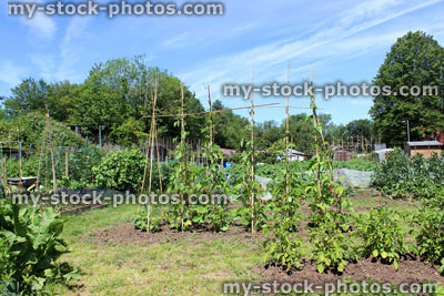 Stock image of allotment vegetable garden with runner bean plants, plots