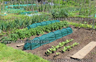 Stock image of allotment vegetable garden with net cloches, lettuce plants