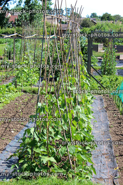 Stock image of allotment vegetable garden with runner bean plants, weed blanket