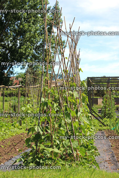 Stock image of allotment vegetable garden plot with runner beans, plants, bamboo canes