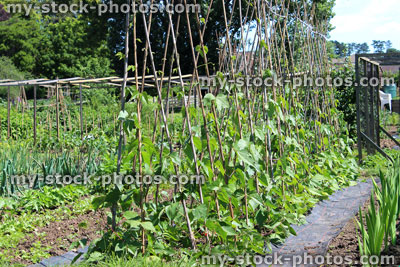 Stock image of allotment vegetable garden with runner beans, weed membrane