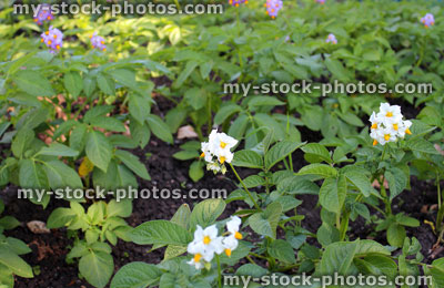 Stock image of potato plants growing in vegetable garden, purple / white potato flowers