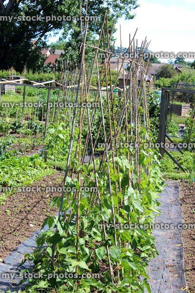 Stock image of allotment vegetable garden with runner beans, weed blanket membrane