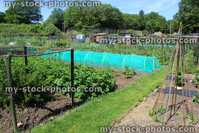 Stock image of allotment vegetable garden with cloches, peas, potato plants