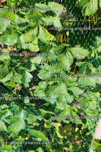 Stock image of strawberry plants growing in garden allotment, covered strawberries, net / netting
