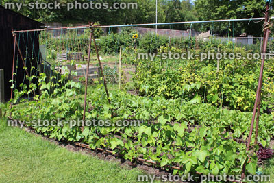 Stock image of allotment vegetable garden plot with runner bean plants, bamboo canes