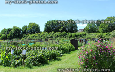 Stock image of allotment vegetable garden with sheds, sweet peas, brambles