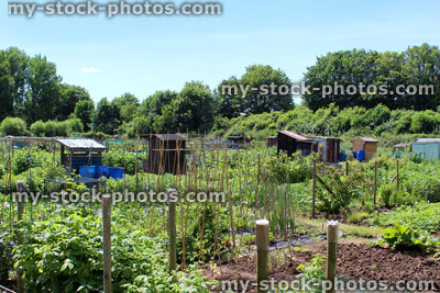 Stock image of allotment vegetable garden with fencing, runner beans, raspberries, weeds, sheds