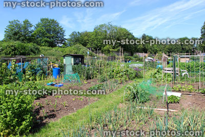 Stock image of allotment vegetable garden with pathway, plots, peas, beans