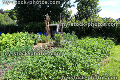 Stock image of allotment vegetable garden with potato plants, garden shed