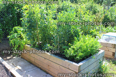 Stock image of allotment vegetable garden with wooden raised beds, vegetables
