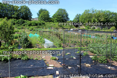 Stock image of allotment vegetable garden with black weed membrane blanket