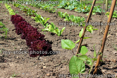 Stock image of allotment vegetable garden with runner beans, lollo rosso lettuce plants