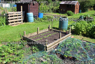 Stock image of allotment vegetable garden, strawberry plants, raised bed, lettuce seedlings