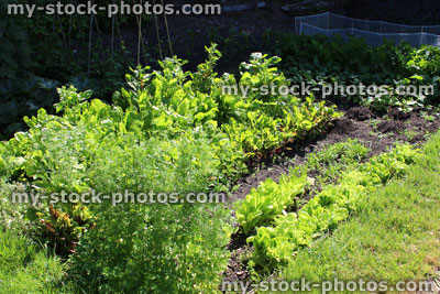 Stock image of allotment vegetable garden with carrots, beetroot, salad crops